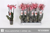 Орхидея Фален. Ред 3 ст d12 h55 10шт