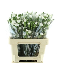 Гвоздика кустовая White Carmit 10шт