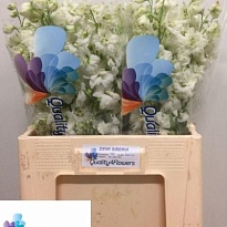 Дельфиниум Dewi Siberia 10шт