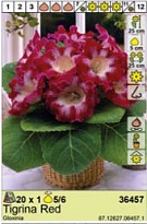 Глоксиния Тигрина Ред 5/6 1шт*