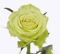 Роза Camouflage дл.40 10шт