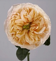 Роза Tierra Verde Cream Xpression дл.50 25шт