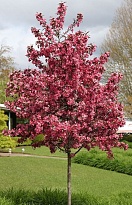 Яблоня декоративная Ола/Цв.Кор