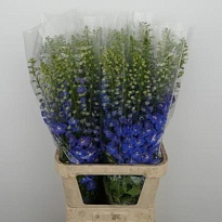 Дельфиниум Candle Blue Shades 10шт