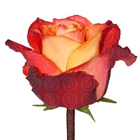 Роза E.q.r. Ecuatoroses Silantoi дл.60 25шт