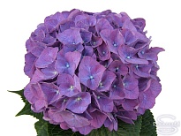 Гидрангея Rodeo Purple d20-22 дл.65 1шт