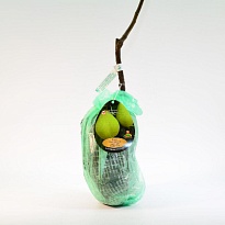 Груша Осенняя Яковлева/С 1шт