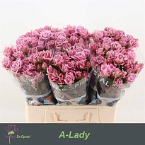 Роза кустовая Amazing Lady дл.60 10шт