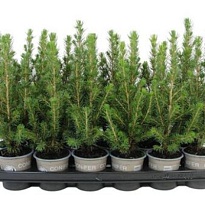 Ель (Picea) канадская Коника d9 h35 18шт