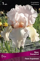 Ирис бородатый Пинк Хорайзон 1шт