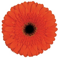 Гербера Candela 25 шт