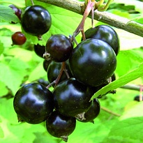 Смородина Экзотика/Цв.Кор