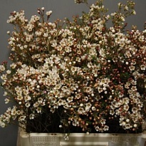 Хамелациум (waxfl) Maya 5шт