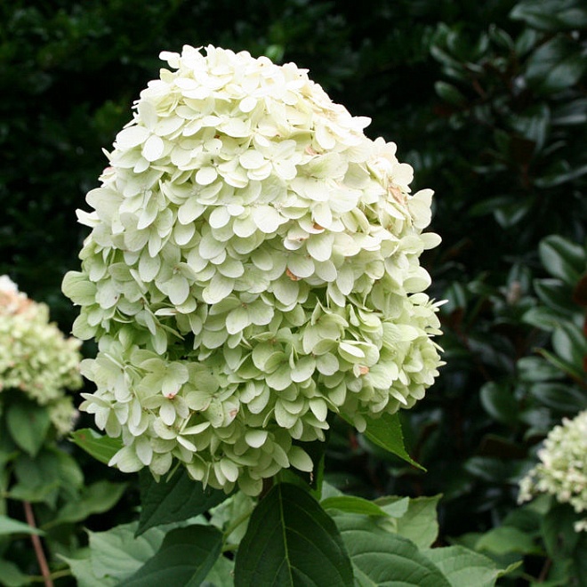 Гортензия (Hydrangea) мет. ЛаймЛайт d16 h20-40 1шт