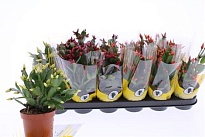 Рипсалидопсис микс d9 h20 18шт