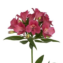 Альстромерия Intenz Dark Pink 10шт