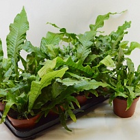 Микросорум Крокодиллус d12 h25 10шт