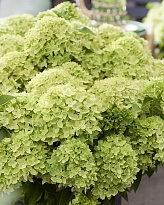 Гортензия (Hydrangea) метельчатая Ливинг Литтл Эппл 5л h10-20 1шт