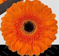 Гербера Bonanza 50шт