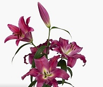 Лилия or. Adelante 4+ 10шт