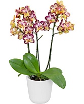 Орхидея Фален. Чиз 1ст d10 h40 10шт
