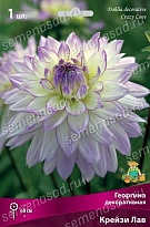 Георгина декоративная Крейзи Лав 1шт