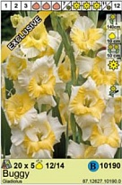 Гладиолус Багги 12/14 5шт*