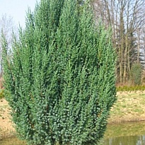 Можжевельник (Juniperus) китайский Стрикта 2л h35-40 1шт