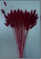 Лагурус Bordeaux пучок 1шт