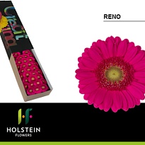Гербера mini Reno 30шт (A)