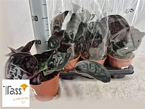 Геогенантус миднайт перл d12 h25 6шт