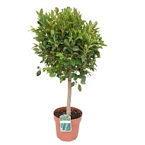 Фикус Нитида стем d40 h160 1шт