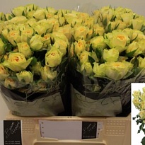 Роза кустовая Bandolero дл.40 5шт