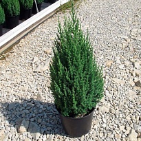 Можжевельник (Juniperus) китайский Стрикта  d9 h30 18шт