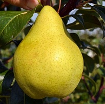 Груша Кудесница/С 1шт