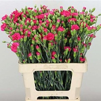 Гвоздика кустовая Cerise Amelie 10шт