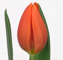 Тюльпан Prinses Catharina-amalia 50шт