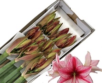 Гипеаструм Revelation 1шт