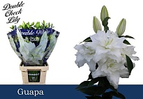 Лилия Dbl Guapa 3+ 10шт