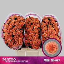 Хризантема сантини Miller Smokey 25шт