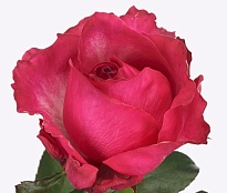 Роза Cherry Avalanche (Ц) дл.50 10шт