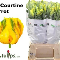 Тюльпан Pa Courtine Parrot 10шт