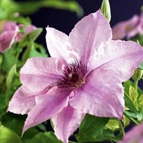 Клематис (Clematis) Пинк Фэнтези 3л h80-100 1шт