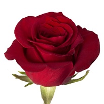 Роза Flores De Napoles Freedom дл.50 25шт