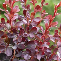 Барбарис (Berberis) тунб. Дартс Рэд Леди d9 10шт