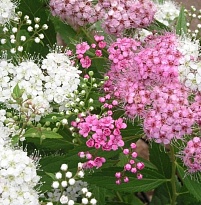 Спирея (Spiraea) японская Генпей (Широбана) d9 h10-15 1шт