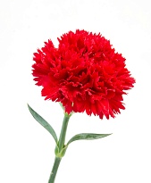 Гвоздика Fillco Amazonka Red дл.SELECT 25шт