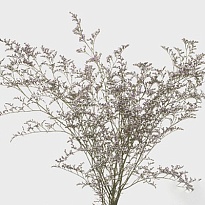 Лимониум Misty Blue 5шт