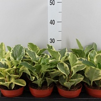 Пеперомия Вариегата d12 h20 6шт