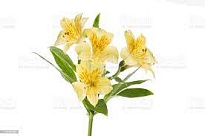 Альстромерия Much Yellow дл.70 10шт